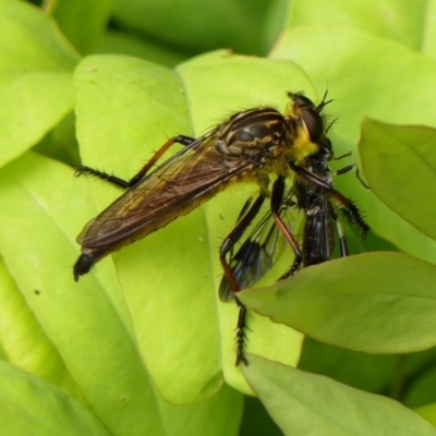 Zosteria rosevillensis (A robber fly) at Wingecarribee Local Government Area - 29 Jan 2023 by Curiosity