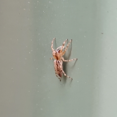 Helpis minitabunda (Threatening jumping spider) at Isaacs, ACT - 8 Feb 2023 by Mike