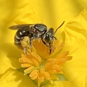 Lipotriches (Austronomia) phanerura at Dulwich Hill, NSW - suppressed