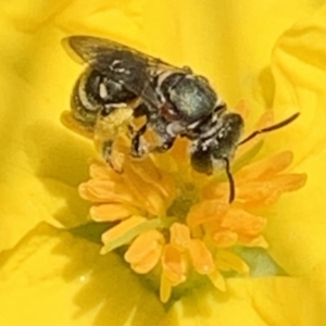 Lipotriches (Austronomia) phanerura at Dulwich Hill, NSW - suppressed