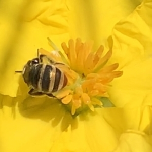 Lipotriches (Austronomia) phanerura at Dulwich Hill, NSW - suppressed