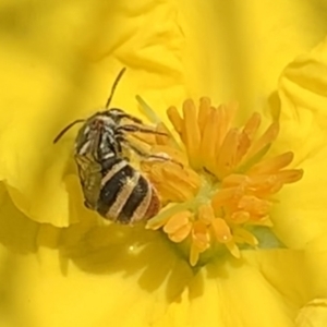 Lipotriches (Austronomia) phanerura at Dulwich Hill, NSW - suppressed