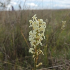 Stackhousia monogyna (Creamy Candles) at Tarengo Reserve (Boorowa) - 23 Oct 2022 by michaelb