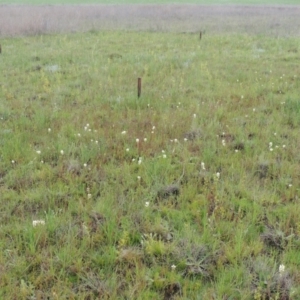 Stackhousia monogyna at Boorowa, NSW - 23 Oct 2022