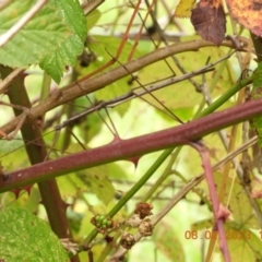 Ctenomorpha marginipennis (Margin-winged stick insect) at Oakdale, NSW - 7 Feb 2023 by bufferzone