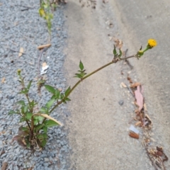 Bidens pilosa (Cobbler's Pegs, Farmer's Friend) at Isaacs Ridge and Nearby - 8 Feb 2023 by Mike