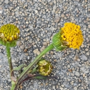 Bidens pilosa at Jerrabomberra, ACT - 8 Feb 2023