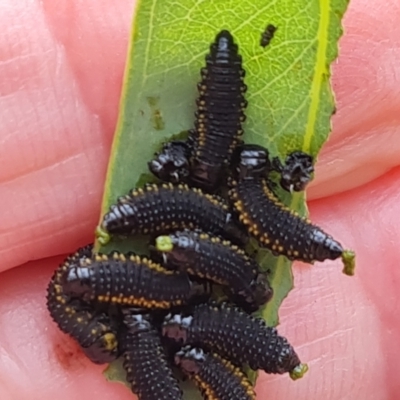 Paropsini sp. (tribe) (Unidentified paropsine leaf beetle) at Jerrabomberra, ACT - 8 Feb 2023 by Mike