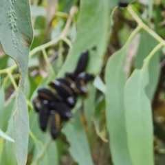 Paropsini sp. (tribe) at Jerrabomberra, ACT - 8 Feb 2023 11:58 AM