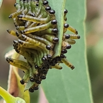 Pseudoperga sp. (genus) (Sawfly, Spitfire) at Isaacs Ridge and Nearby - 8 Feb 2023 by Mike