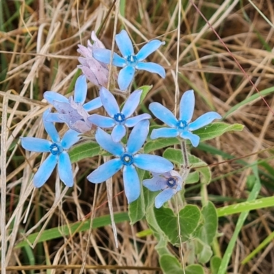 Oxypetalum coeruleum (Tweedia or Southern Star) at Isaacs Ridge and Nearby - 8 Feb 2023 by Mike