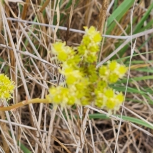 Sedum sediforme at Jerrabomberra, ACT - 8 Feb 2023