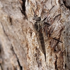 Cerdistus sp. (genus) (Yellow Slender Robber Fly) at Sullivans Creek, Lyneham South - 8 Feb 2023 by trevorpreston