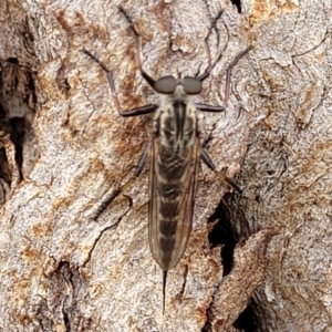 Cerdistus sp. (genus) at Lyneham, ACT - 8 Feb 2023