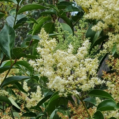 Ligustrum lucidum (Large-leaved Privet) at Isaacs Ridge and Nearby - 8 Feb 2023 by Mike