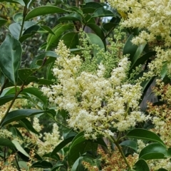 Ligustrum lucidum (Large-leaved Privet) at Isaacs, ACT - 8 Feb 2023 by Mike