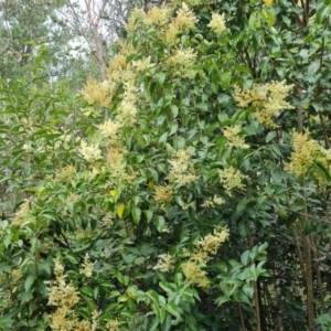 Ligustrum lucidum at Isaacs, ACT - 8 Feb 2023