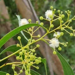 Acacia implexa (Hickory Wattle, Lightwood) at Isaacs Ridge and Nearby - 8 Feb 2023 by Mike