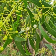 Acacia implexa at Isaacs, ACT - 8 Feb 2023 11:42 AM