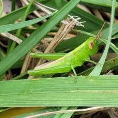 Schizobothrus flavovittatus (Disappearing Grasshopper) at Lyneham, ACT - 8 Feb 2023 by trevorpreston