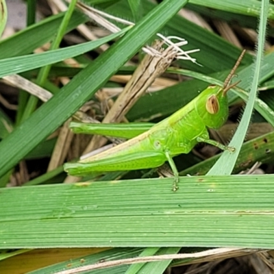 Schizobothrus flavovittatus (Disappearing Grasshopper) at Sullivans Creek, Lyneham South - 8 Feb 2023 by trevorpreston