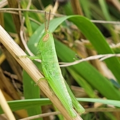 Schizobothrus flavovittatus at Lyneham, ACT - 8 Feb 2023