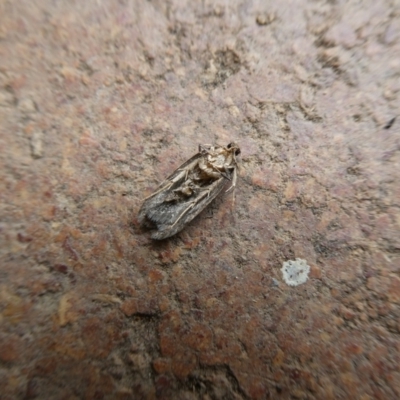 Lepidoptera unclassified ADULT moth (Unidentified - Moth) at QPRC LGA - 7 Feb 2023 by arjay