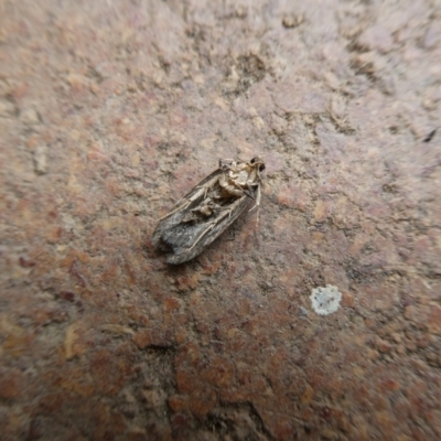 Lepidoptera unclassified ADULT moth (Unidentified - Moth) at Charleys Forest, NSW - 7 Feb 2023 by arjay