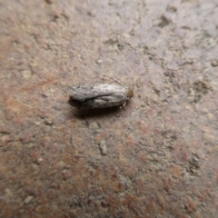 Lepidoptera unclassified ADULT moth at suppressed - 8 Feb 2023