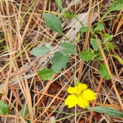 Goodenia hederacea (Ivy Goodenia) at Isaacs Ridge and Nearby - 8 Feb 2023 by Mike