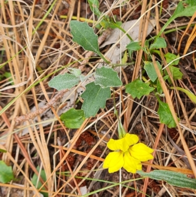 Goodenia hederacea (Ivy Goodenia) at Isaacs Ridge and Nearby - 8 Feb 2023 by Mike