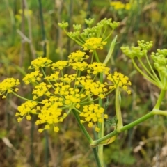 Foeniculum vulgare (Fennel) at Jerrabomberra, ACT - 8 Feb 2023 by Mike