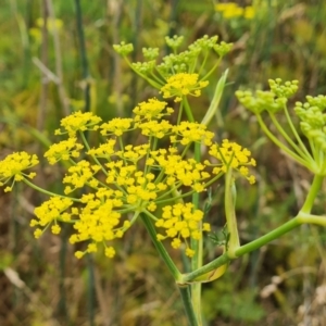 Foeniculum vulgare (Fennel) at Jerrabomberra, ACT by Mike