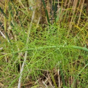 Foeniculum vulgare at Jerrabomberra, ACT - 8 Feb 2023