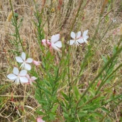 Oenothera lindheimeri (Clockweed) at Jerrabomberra, ACT - 8 Feb 2023 by Mike