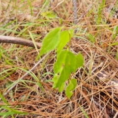 Celtis australis (Nettle Tree) at Isaacs Ridge and Nearby - 8 Feb 2023 by Mike