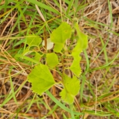 Celtis australis at Isaacs, ACT - 8 Feb 2023