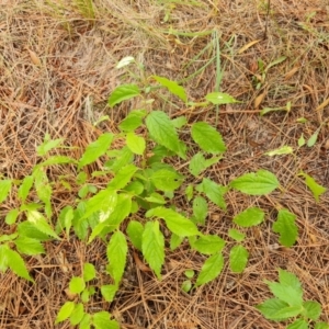 Celtis australis at Isaacs, ACT - 8 Feb 2023