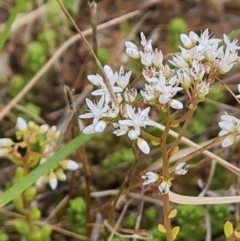 Sedum album (White Stonecrop) at Isaacs Ridge and Nearby - 8 Feb 2023 by Mike