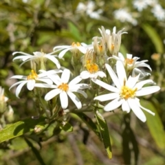 Olearia lirata (Snowy Daisybush) at Cotter River, ACT - 28 Nov 2022 by RobG1