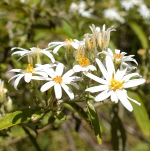 Olearia lirata (Snowy Daisybush) at Cotter River, ACT by RobG1