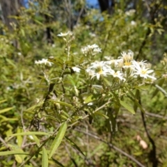 Olearia lirata at Cotter River, ACT - 28 Nov 2022