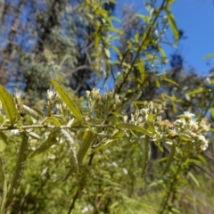 Olearia lirata at Cotter River, ACT - 28 Nov 2022