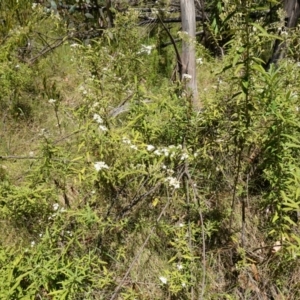 Olearia lirata at Cotter River, ACT - 28 Nov 2022