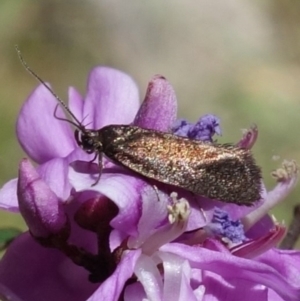 Syncometes vilis at Cotter River, ACT - 28 Nov 2022