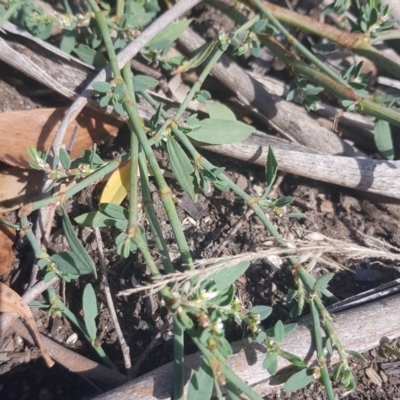 Polygonum (genus) (Wireweed) at Paddys River, ACT - 7 Feb 2023 by HappyWanderer