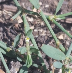 Polygonum sp. at Paddys River, ACT - 7 Feb 2023 11:04 AM