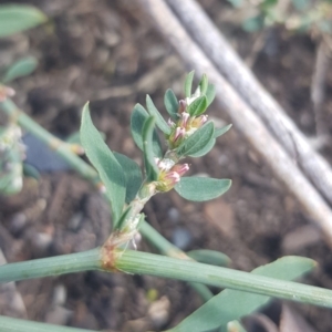 Polygonum sp. at Paddys River, ACT - 7 Feb 2023 11:04 AM