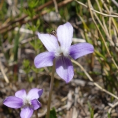 Viola betonicifolia (Mountain Violet) at Paddys River, ACT - 28 Nov 2022 by RobG1