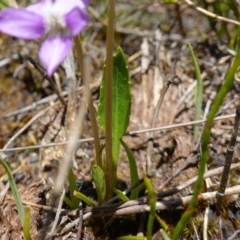 Viola betonicifolia at Paddys River, ACT - 28 Nov 2022